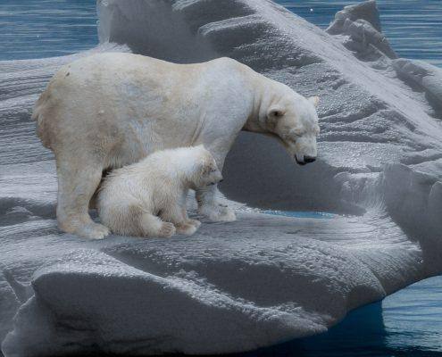 Urso polar adulto com urso polar jovem sobre blocos de gelo flutuante no oceano Ártico — ampliar imagem
