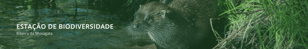 Lontra junto a vegetação aquática na margem de um rio — ampliar imagem