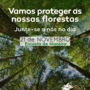 Reflorestação 21 novembro 2019