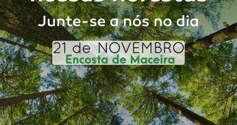 Reflorestação 21 novembro 2019