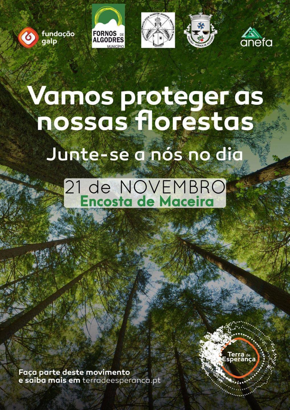 Reflorestação 21 novembro 2019