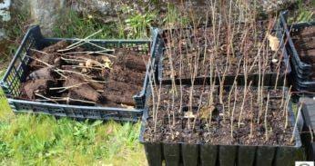 Dia Internacional da Floresta - 2022