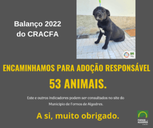 Cão preto sentado em piso cinzento, com coleira verde, junto a parede de alvenaria