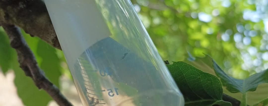 Largadas de parasitoides para combate à vespa das galhas dos castanheiros no concelho de Fornos de Algodres