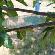 Largadas de parasitoides para combate à vespa das galhas dos castanheiros no concelho de Fornos de Algodres