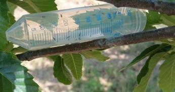 Largadas de parasitoides para combate à vespa das galhas dos castanheiros no concelho de Fornos de Algodres