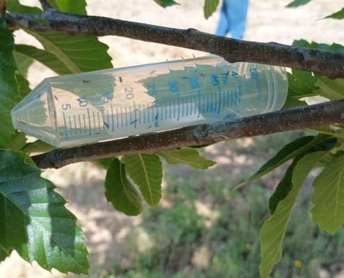 Largadas de parasitoides para combate à vespa das galhas dos castanheiros no concelho de Fornos de Algodres