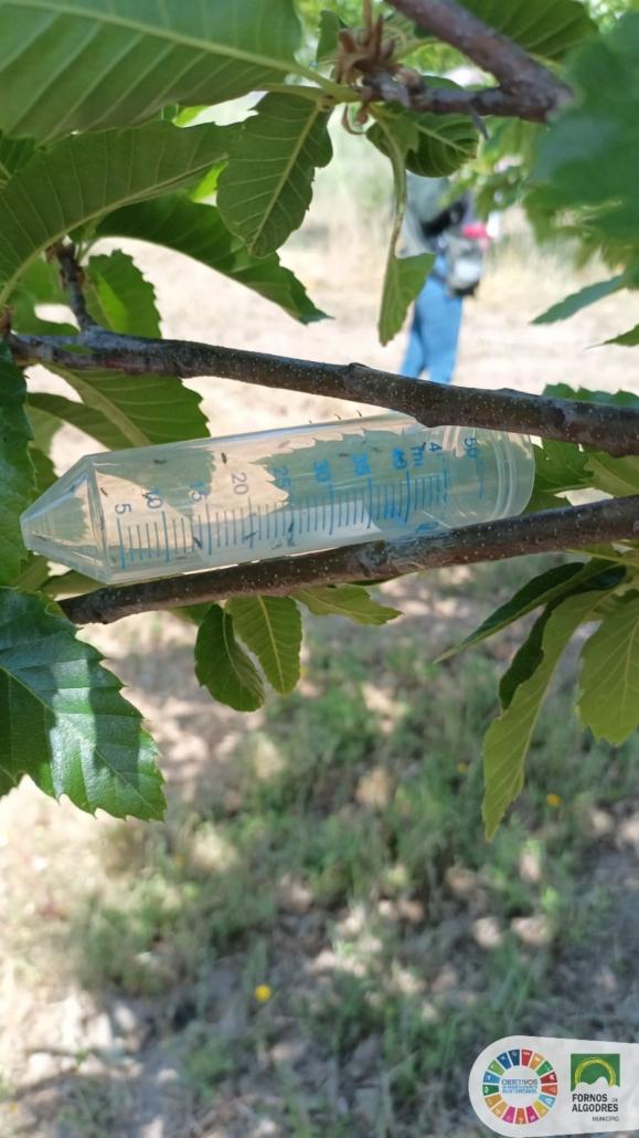 Largadas de parasitoides para combate à vespa das galhas dos castanheiros no concelho de Fornos de Algodres