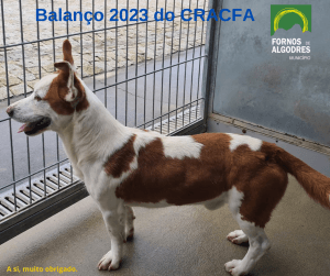 Cão de médio porte com pelagem castanha e branca em pé dentro de recinto com grades metálicas.