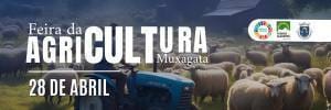 Rebanho de ovelhas em pastagem com trator azul e construções ao fundo. Cartaz da Feira da Agricultura de Muxagata, 28 de Abril.